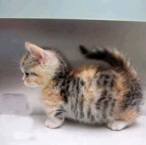 Meet your Posher, Chi